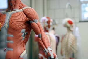 Department of Anatomy